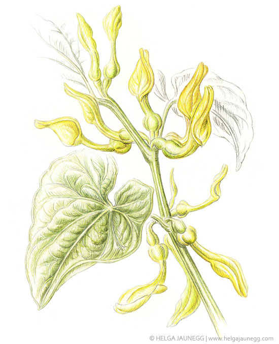 Osterluzei (Aristolochia clematitis)