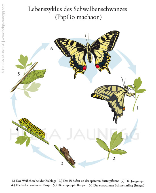 Lebenszyklus des Schmetterlings