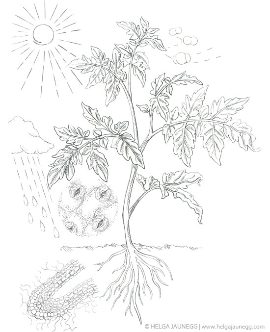 Pflanzenernährung Illustration Bleistift